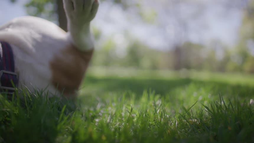 A dog is lying on green grass and is rolling around in it playing