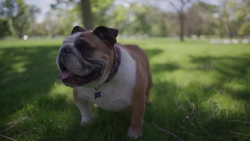 A bulldog stands on grass wearing a collar on a sunny day in a park