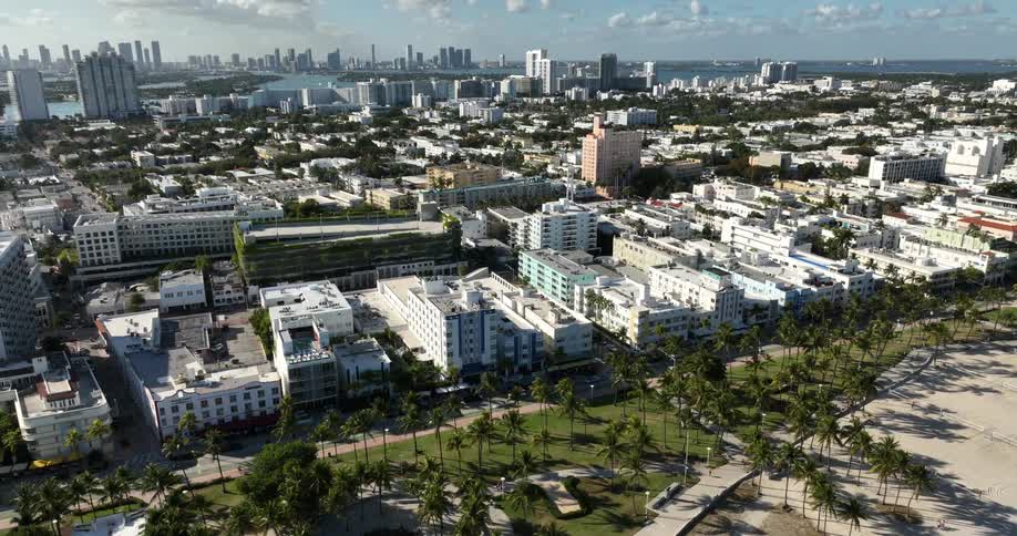 Palm trees line the side of the city