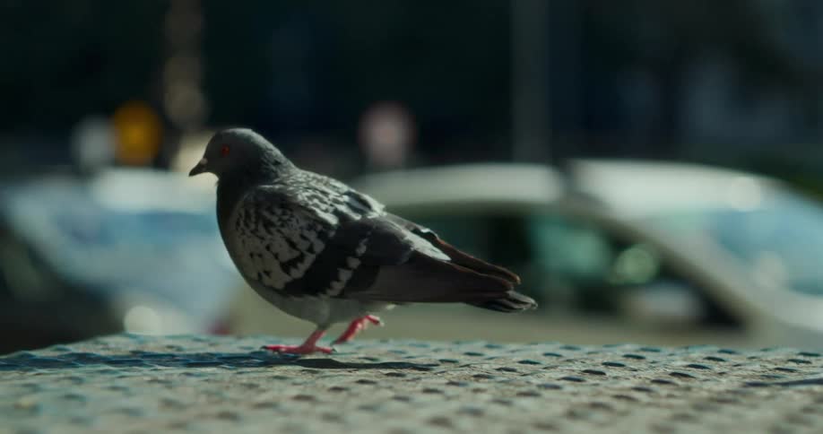 Two pigeons on a metal surface and one of them walks to the side