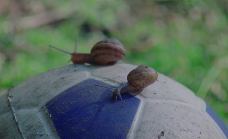 Two snails crawl over a blue and white soccer ball