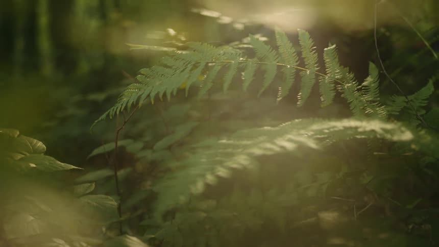 Sun coming out in the forest, shining on leaves and ferns