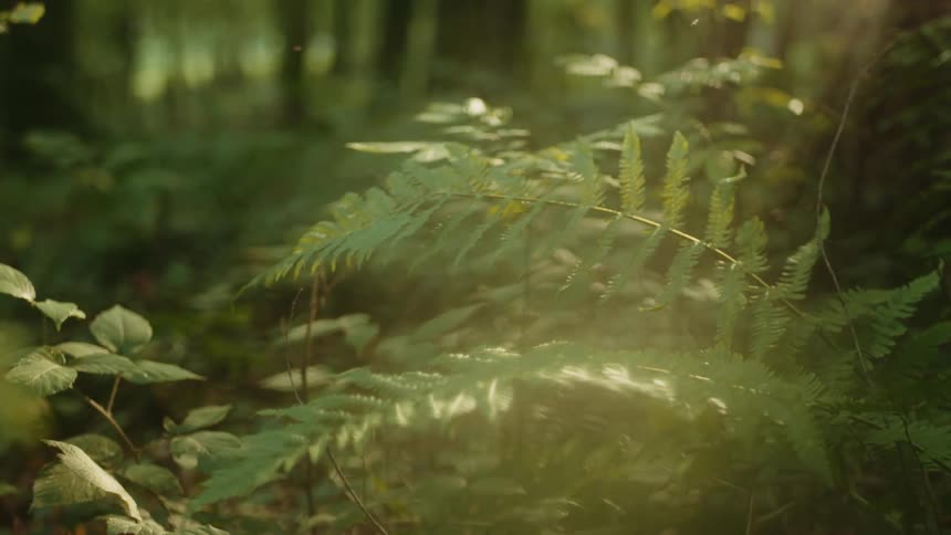 Beautiful forest sunlight illuminating ferns and trees