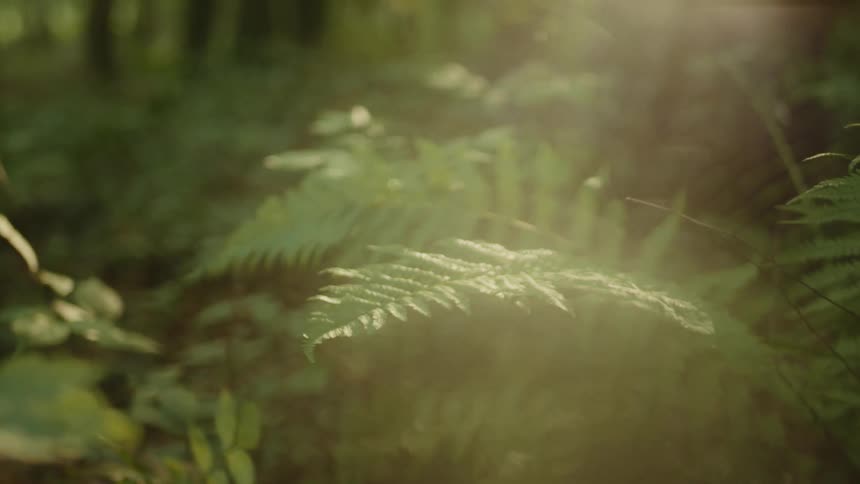 Sun coming out in the forest illuminating the green ferns in a serene woodland setting