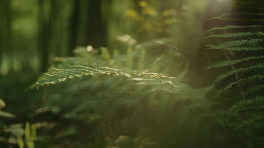 Closeup of a fern leaf in a forest with sunlight filtering through the trees