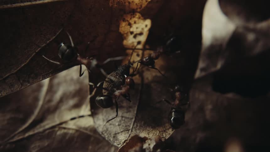 Some ants feeding on a dead beetle