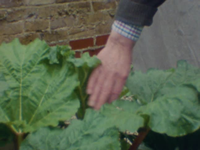 An old man in a backyard checking home grown lettuces