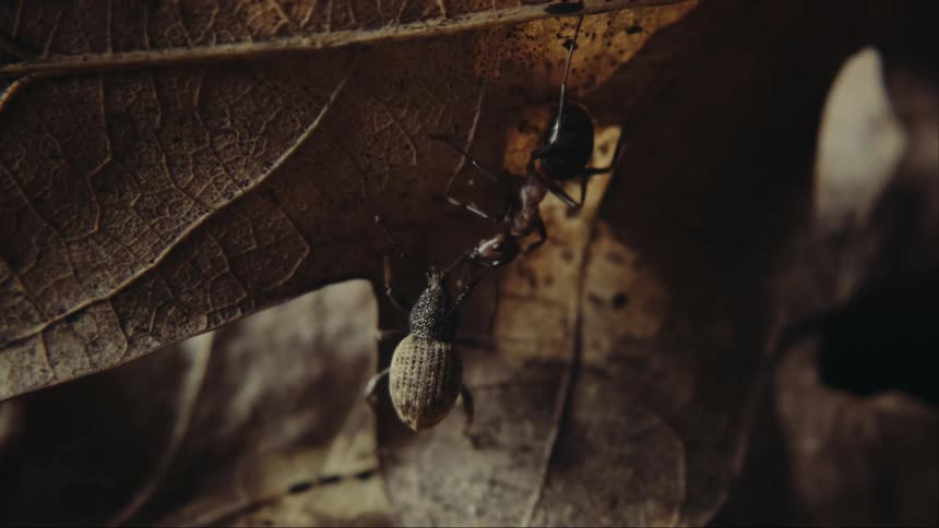 Ant and a bug under a leaf