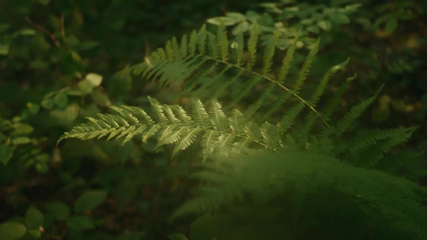 Fern leaves illuminated by sun rays filtered through surrounding woodlands
