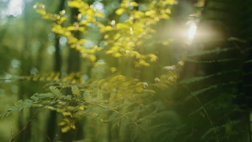 Sunlight filters through green foliage in a forest with intricate leaf details