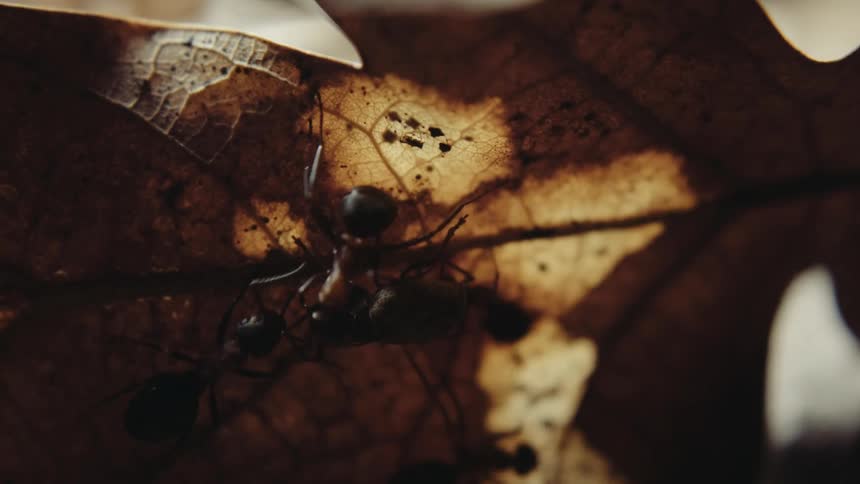 Sun coming out as ants carry a beetle