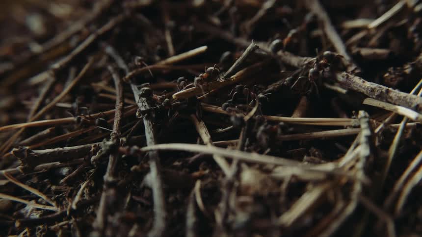 Numerous ants crawling over needles