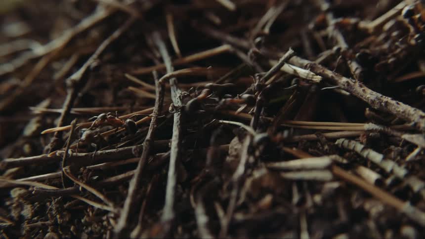 Ants crawling over the dry forest floor