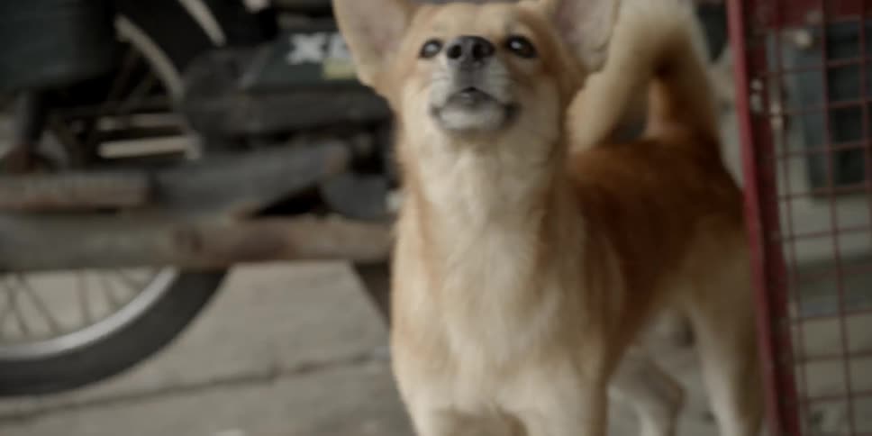 Dog barking and jumping back