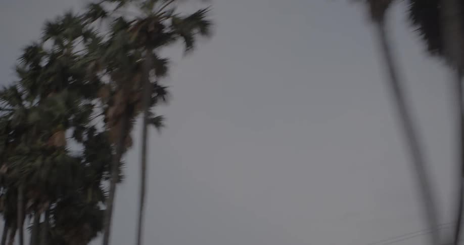Passing by palm trees