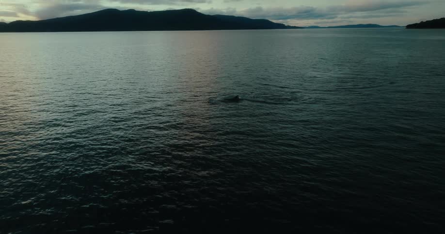 A dolphin is swimming in the peninsula