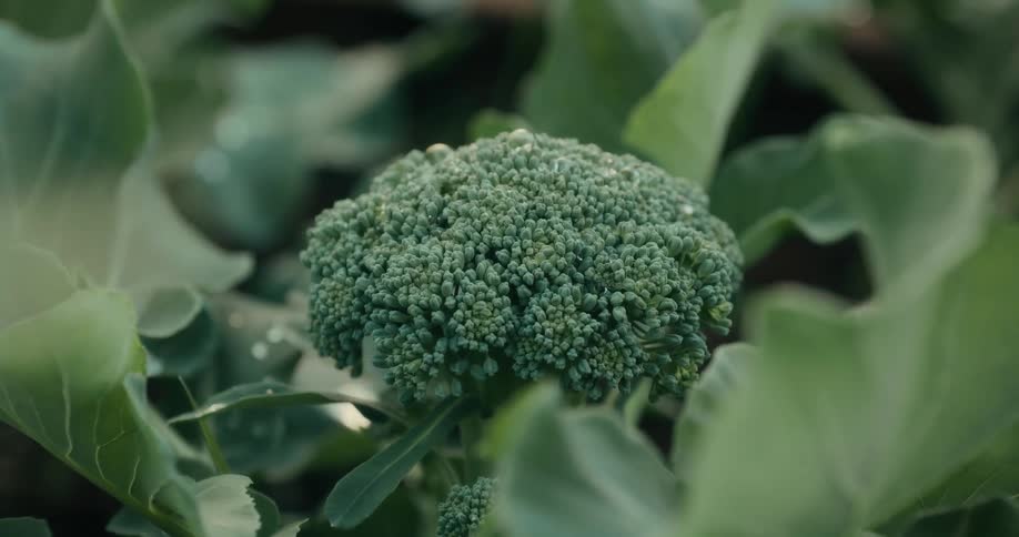 The crops contain broccoli