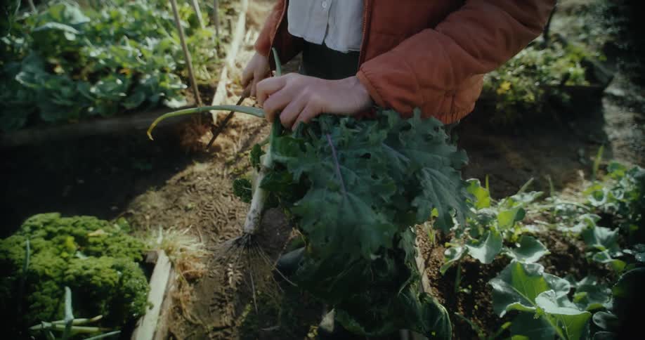 Hands holding a vegetable on a knife while standing in a vegetable garden