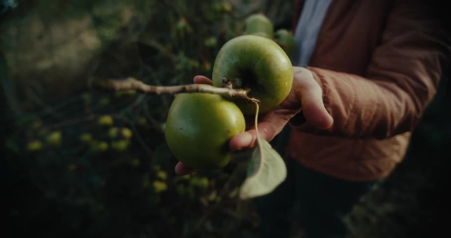 A hand holds two green freshly picked apples on a branch