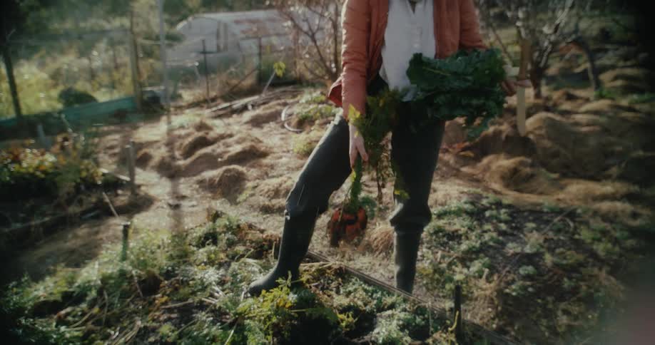 A person pulls of a freshly harvested vegetables in a garden