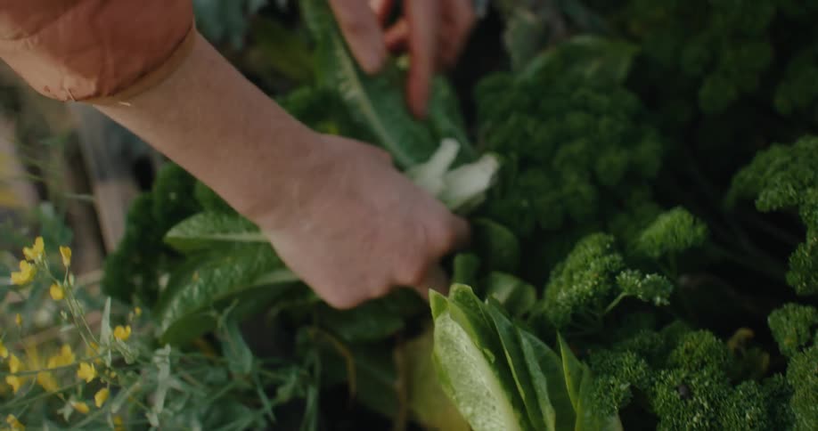 A person harvests fresh greens from a garden bed surrounded by lush leafy vegetables