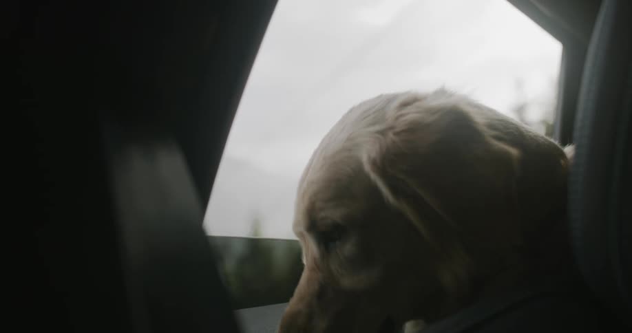 A dog sitting inside a vehicle looking out through the car window
