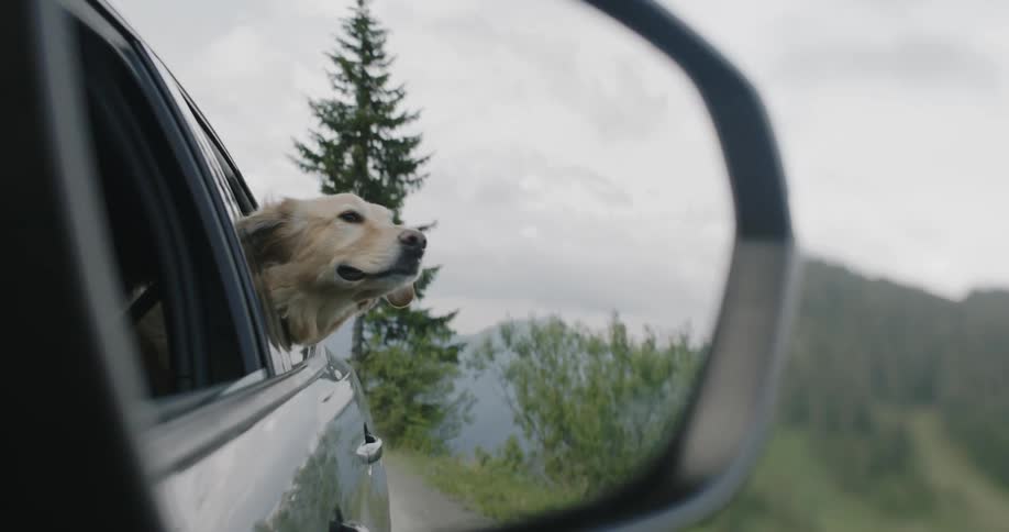 A golden retriever rides in a car with its head stuck out of window