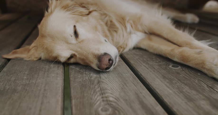 A golden retriever resting comfortably on a wooden floor