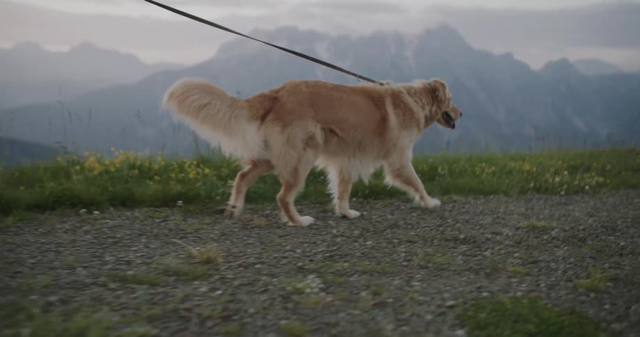 Golden retriever on a leash walking through the mountains
