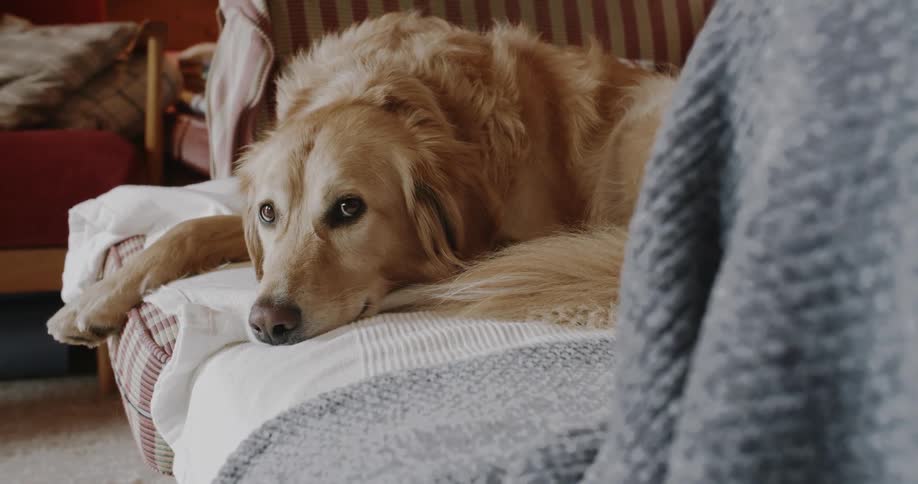 A golden retriever lies down on a white surface its head resting on the edge