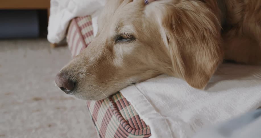 A hand gently pets the head of a relaxed golden retriever resting on a blanket