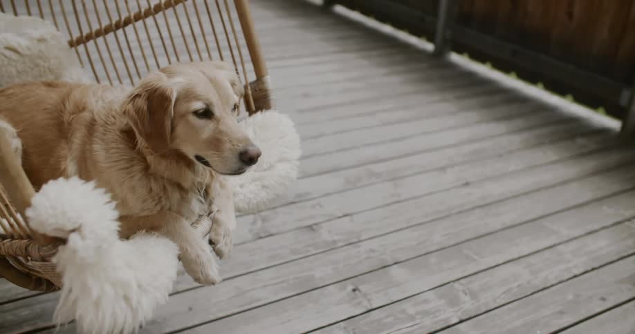 A golden retriever lies on a swing with fluffy white cushions set on a wooden deck