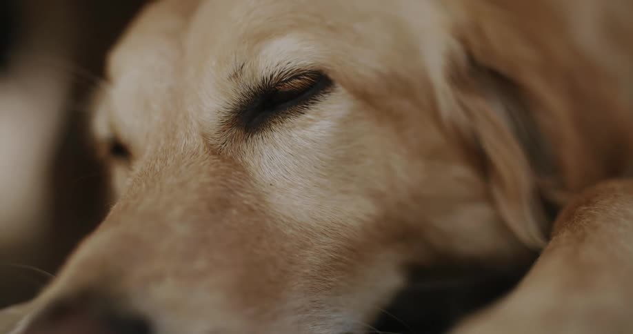 Golden retriever closing eyes sleepily