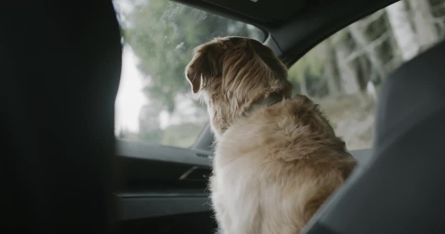 Golden retriever in the front passenger seat in a moving car