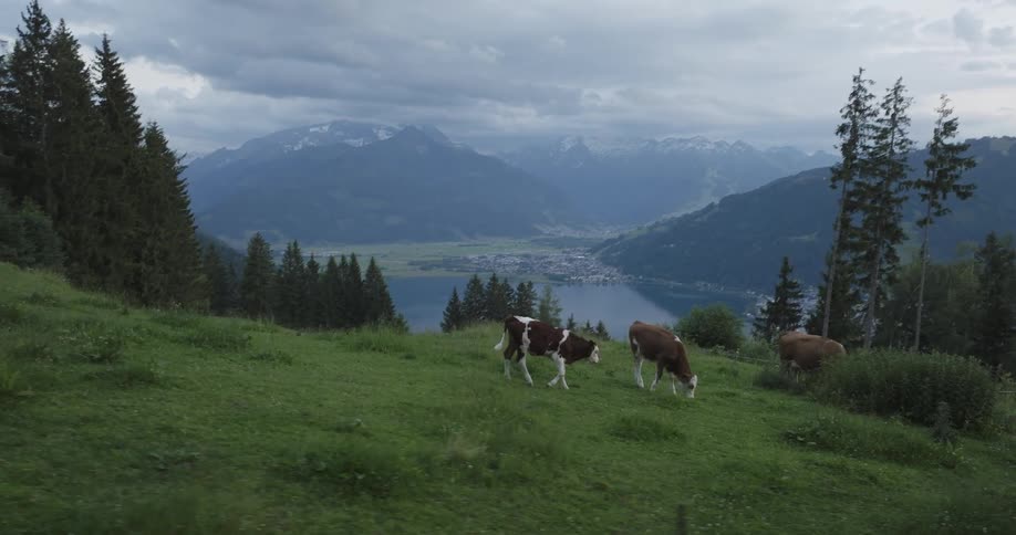 Cows graze on a lush green hillside with a scenic backdrop of mountains and a lake