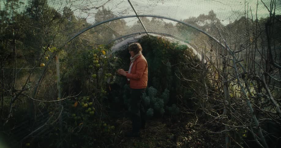 Woman in a greenhouse harvesting fruit
