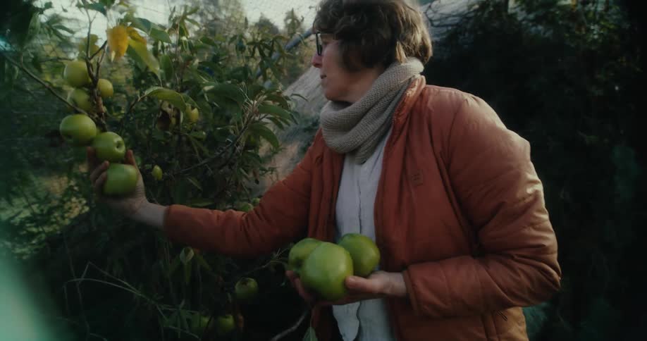 A woman wearing a scarf and jacket picks green apples from a tree in a garden