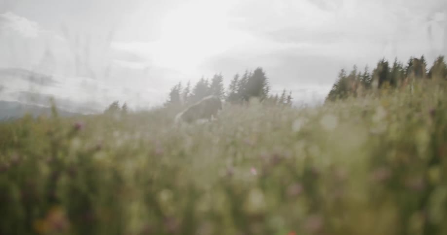 A dog runs joyfully through a field of wildflowers with mountains in the background