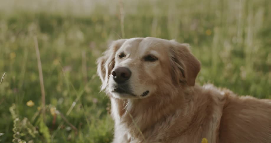 Golden dog lying on the grass
