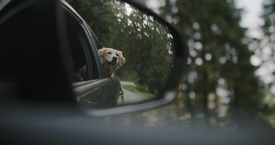 A golden retriever pokes its head out of the rear window of a moving vehicle as seen through the vehicles side mirror