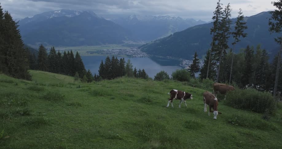Cows graze in a green pasture above a lake in the mountains