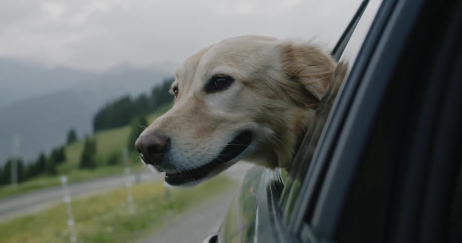 A golden retriever dog with its head out of a moving vehicles window enjoying the breeze