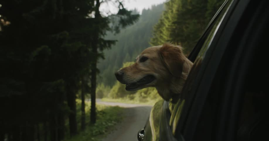 A golden retriever dog with its head out of a moving vehicles window enjoying the breeze