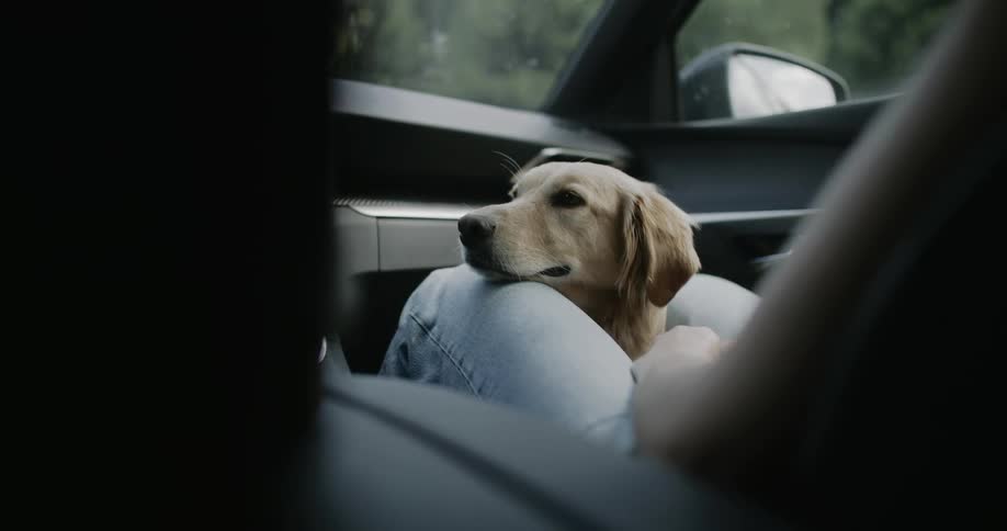 Golden retriever between the legs of a woman sitting in a moving car