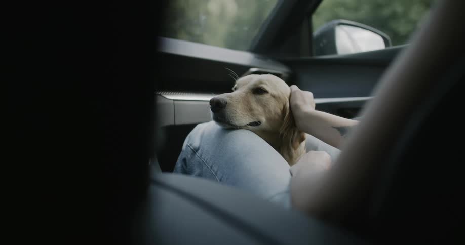 A dog sits between an individuals legs inside a vehicle