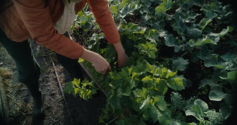A persons hands tending to leafy green plants in a garden bed