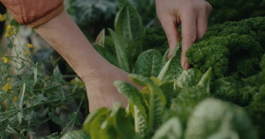 Womans hands picking green leaves from plants in a vegetable garden