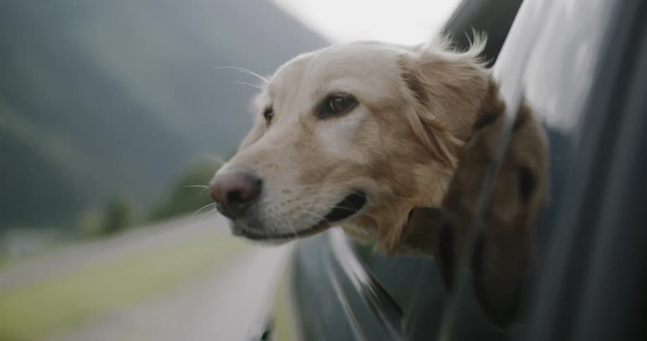 A golden retrievers looking out of a car window its ears flapping in the wind
