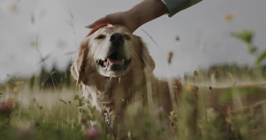 Closeup of an adult petting a golden retriever in a meadow on a summer day