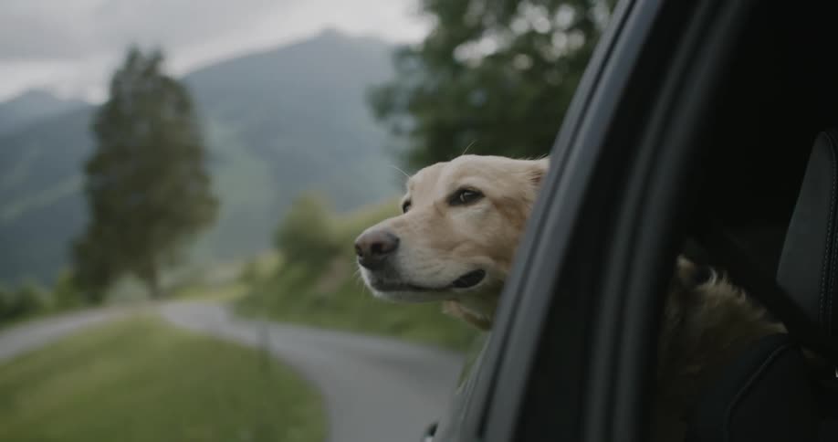 Golden retriever with its head out the window of a moving car